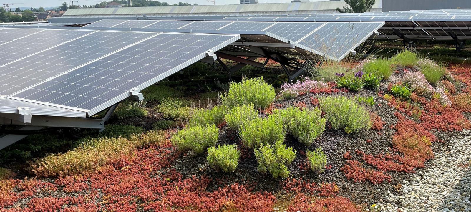 Solaranlage kombiniert mit Gründach